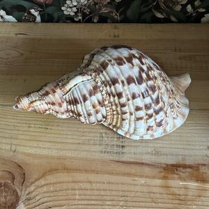 Trumpet Triton Charonia Tritonis Shell Conch 12”